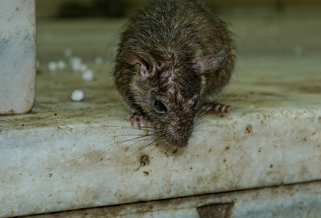 Tratamientos definitivos contra roedores