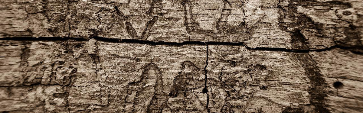 acabar-con-las-termitas